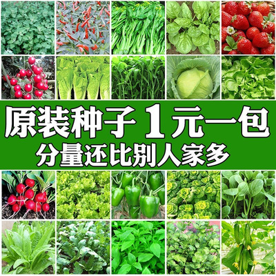 四季蔬菜种子香菠青葱油麦