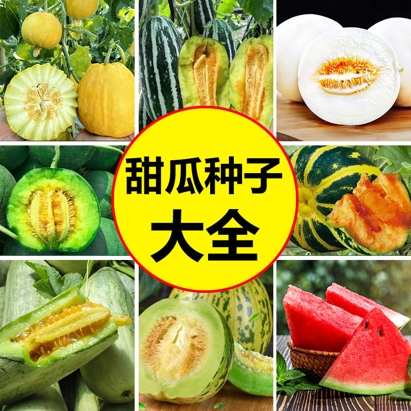 冰糖子甜瓜种籽大全羊角蜜甜瓜种孑绿宝石哈密瓜博洋9号香瓜种籽_虎窝淘