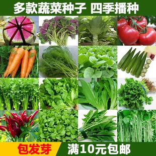 蔬菜种子鸡毛菜菠菜小葱香菜秋葵黄瓜豆角西红柿番茄四季 播易种