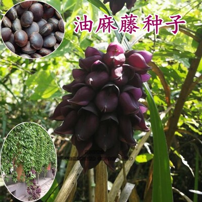 常春油麻藤鸡血藤牛马藤种子