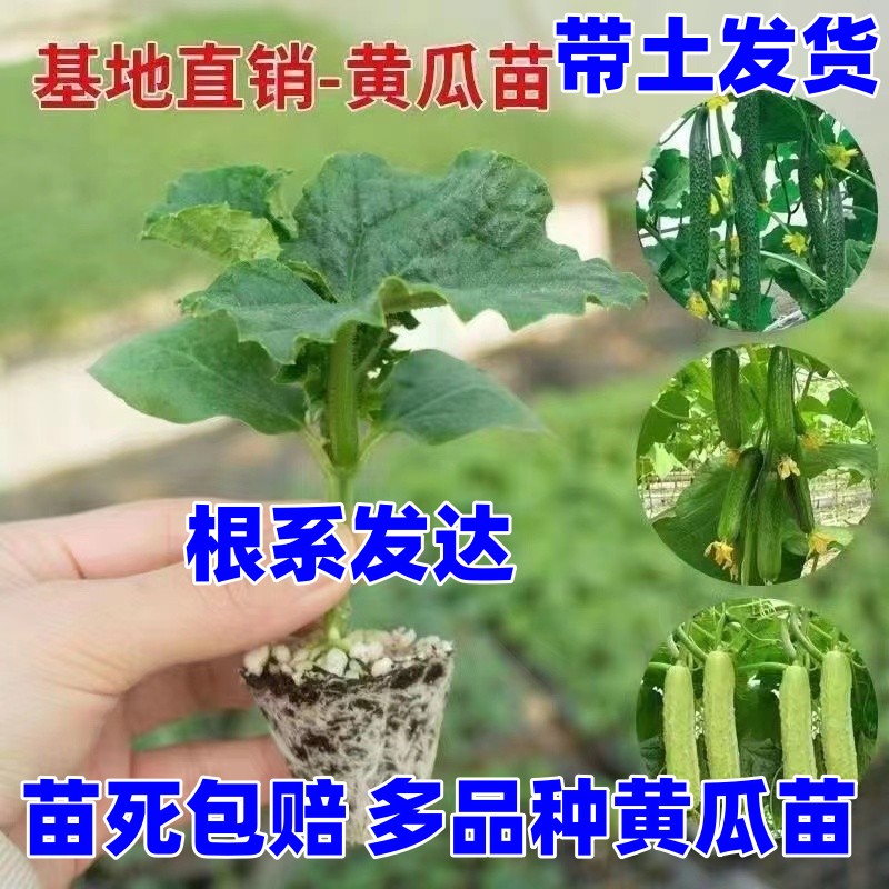 高产黄瓜苗水果蔬菜辣椒番