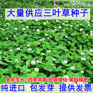 三叶草种子白三叶草籽红三叶草籽四季青草坪牧草果园绿肥四季播种