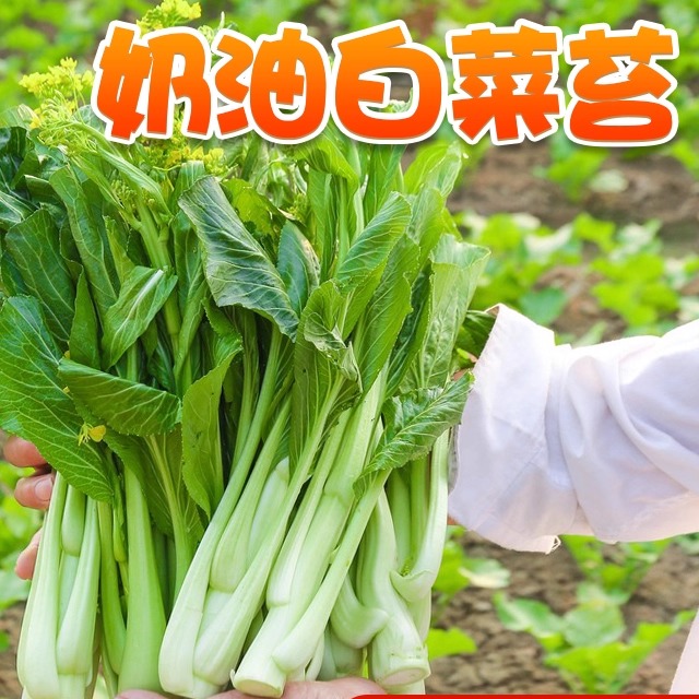 奶油白菜苔种子油青甜菜心种籽春夏季红菜芯种孑四季小青菜蔬菜籽