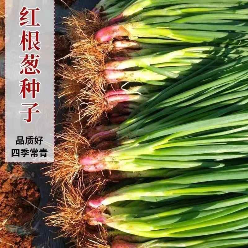红根小香葱种子红葱头小香葱籽葱头葱种籽四季农家盆栽菜蔬菜种孑