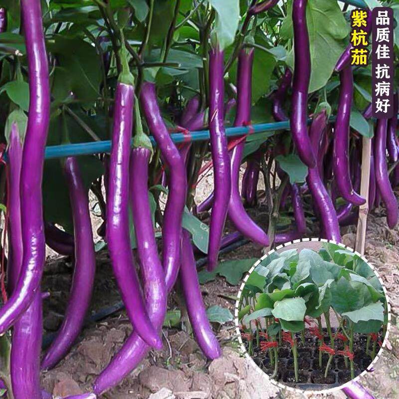 紫龙杭茄线茄子种子苗耐旱抗病春季夏黑紫色长茄子种籽怎么看?