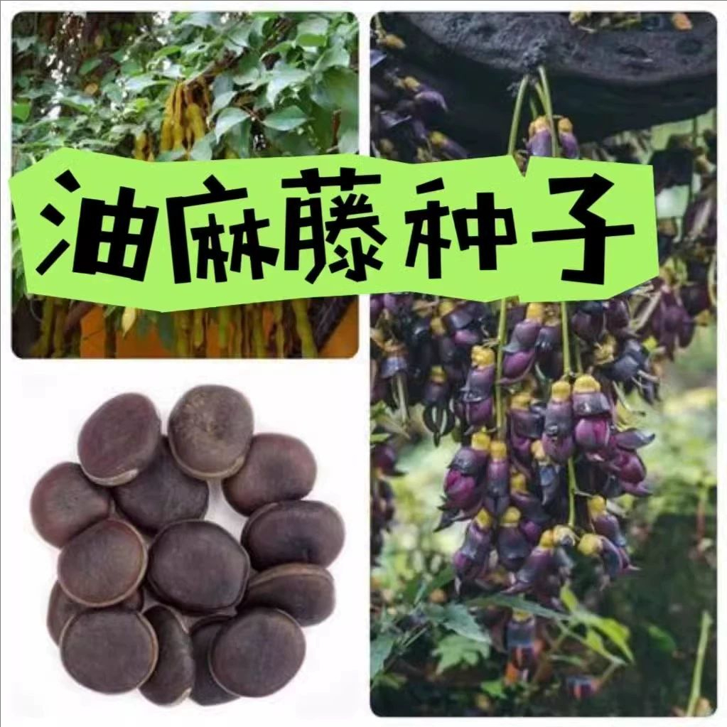 油麻藤种子 大鸡血藤 林木攀援花卉多年生植物材