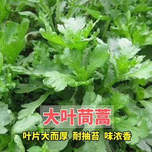 皇帝菜種苗青菜蔬菜種孑 小葉茼蒿種子大全農家茼蒿種籽菜籽四季