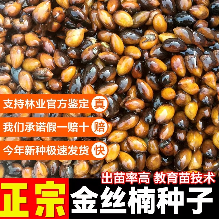 2024年正宗金丝楠木树苗种子细叶