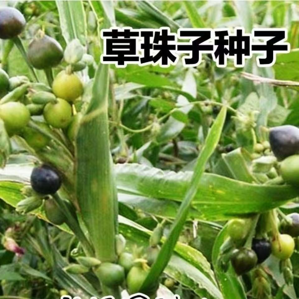 草珠子种子尿珠子根野薏米