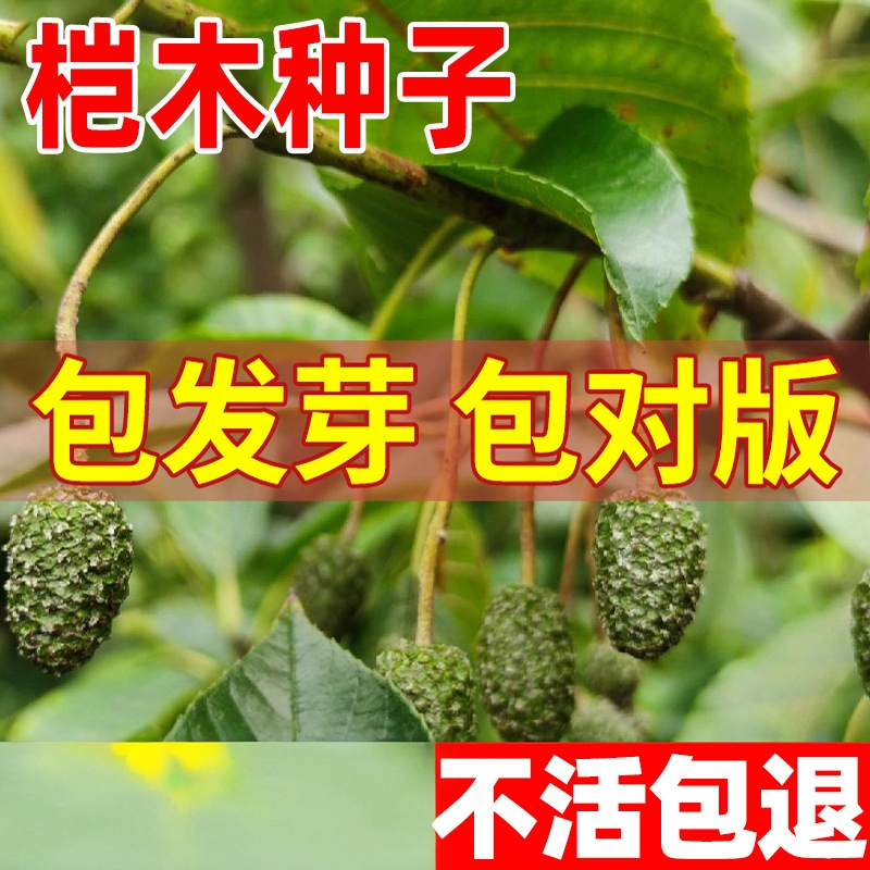 正宗多季水冬瓜桤木种子