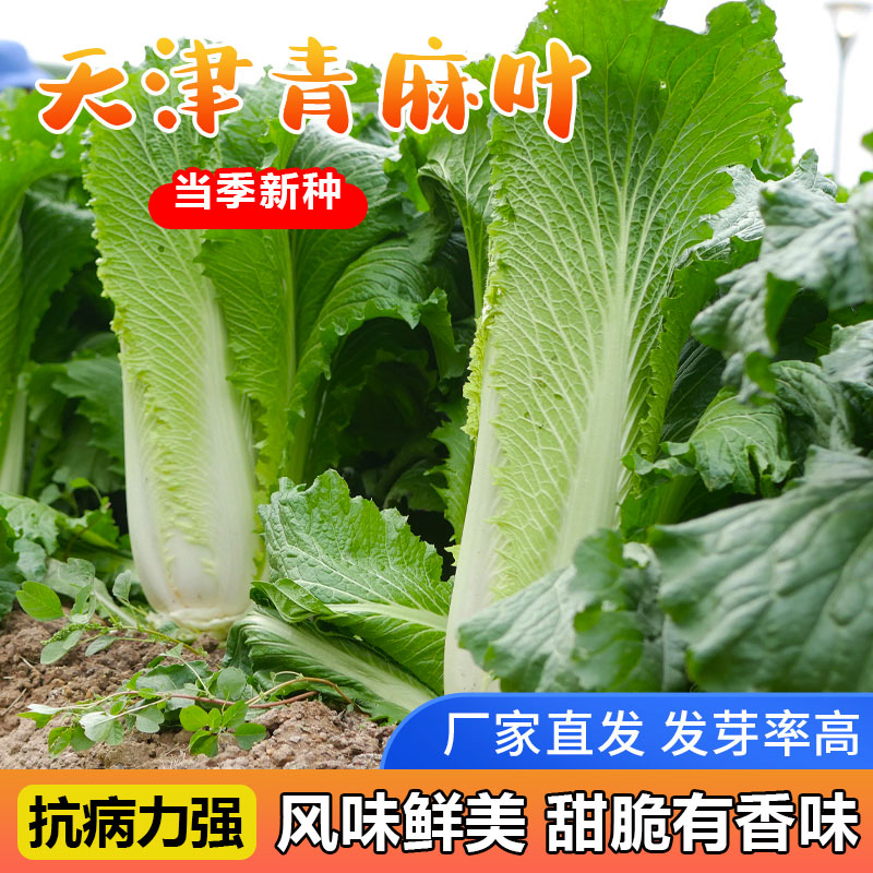 天津青麻叶大白菜籽种过年