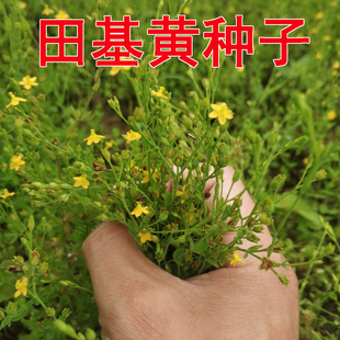 田基黄苗地耳草种子黄花草雀舌草潮汕退黄花仔草中草药材种苗