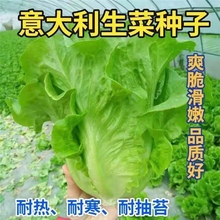 意大利生菜种子籽抗热耐抽苔全年生菜四季种植家庭阳台菜园易种植