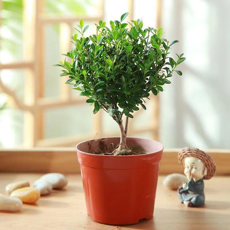 小叶赤楠盆景老桩植物办公室内绿植盆栽阳台好养紫檀桌面金丝楠木