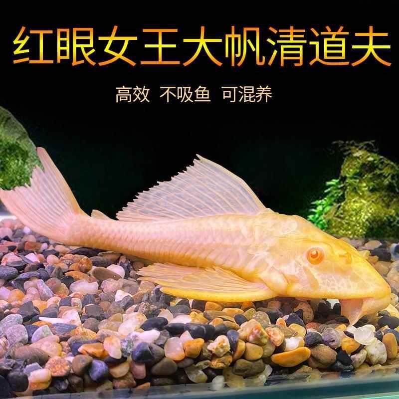 老鼠鱼清道夫工具鱼大帆鱼清理鱼缸藻类残渣清洁鱼金苔鼠吃鱼粪鱼,3C数码配件,USB多功能数码宝,淘宝优惠券,粉丝福利购,淘宝优惠卷