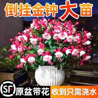 倒挂金钟盆栽带花苞重瓣大花老桩花苗籽灯笼花四季开花卉盆栽植物
