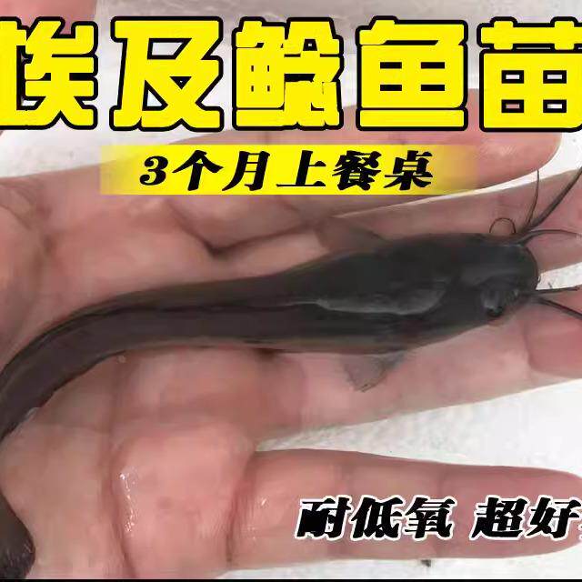 鲶鱼苗本地塘角鱼苗革胡子鱼淡水鱼塘鱼缸好养殖塘虱埃及塘鲺鱼苗