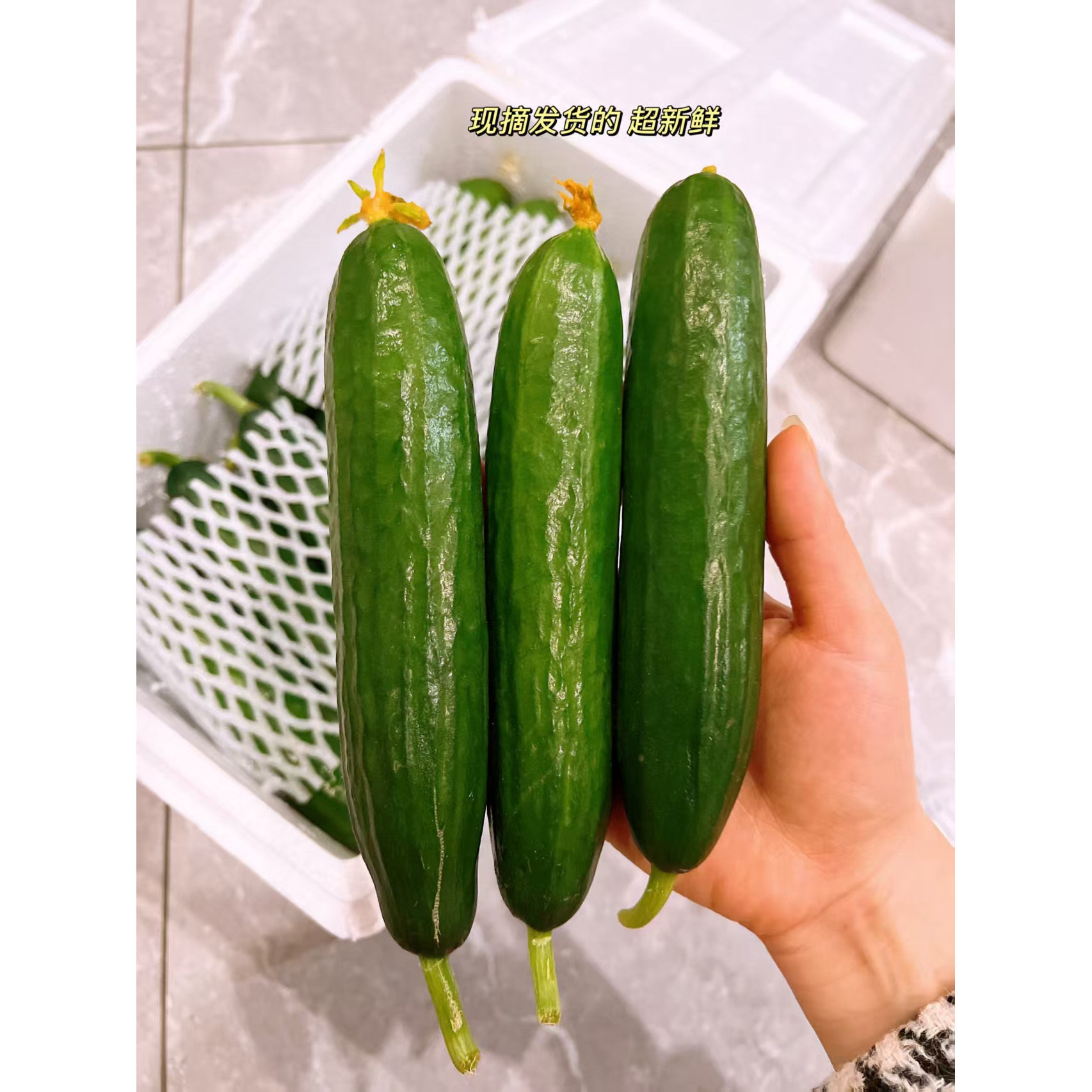 [辛橙农场]顺丰包邮山东水果黄瓜整箱5斤装