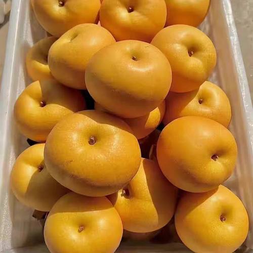 【格润富德】正宗秋月梨假一罚万礼盒装山东梨子新鲜10