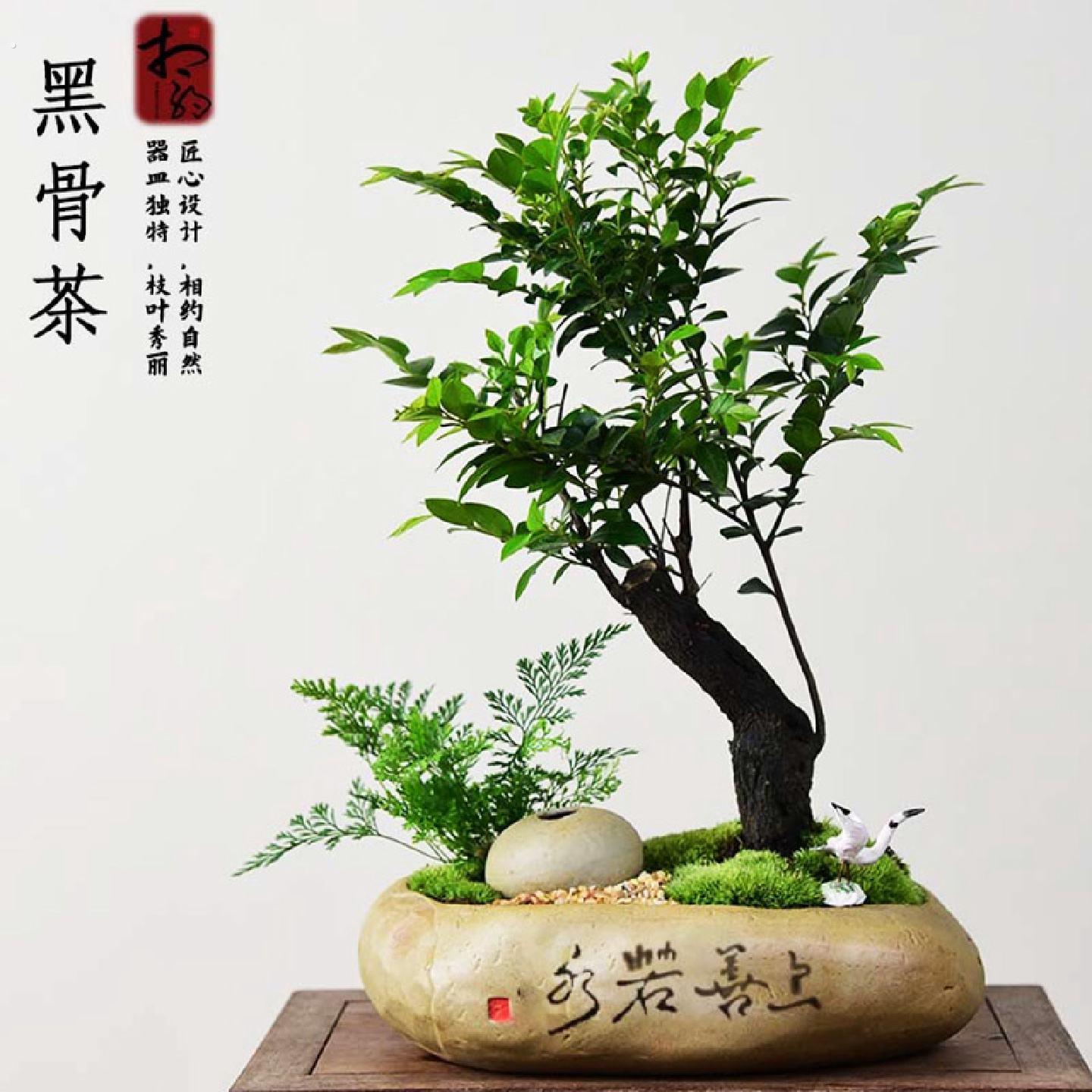 紫檀盆栽客厅桌面绿植黑骨茶室内书房好养小盆景装饰摆饰阳台植物