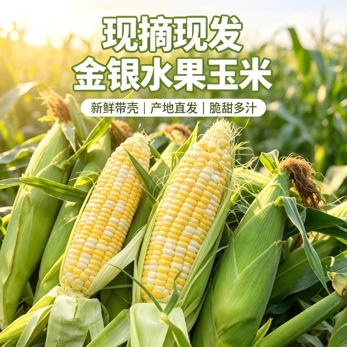 可生吃新鲜高原金银双色水果玉米