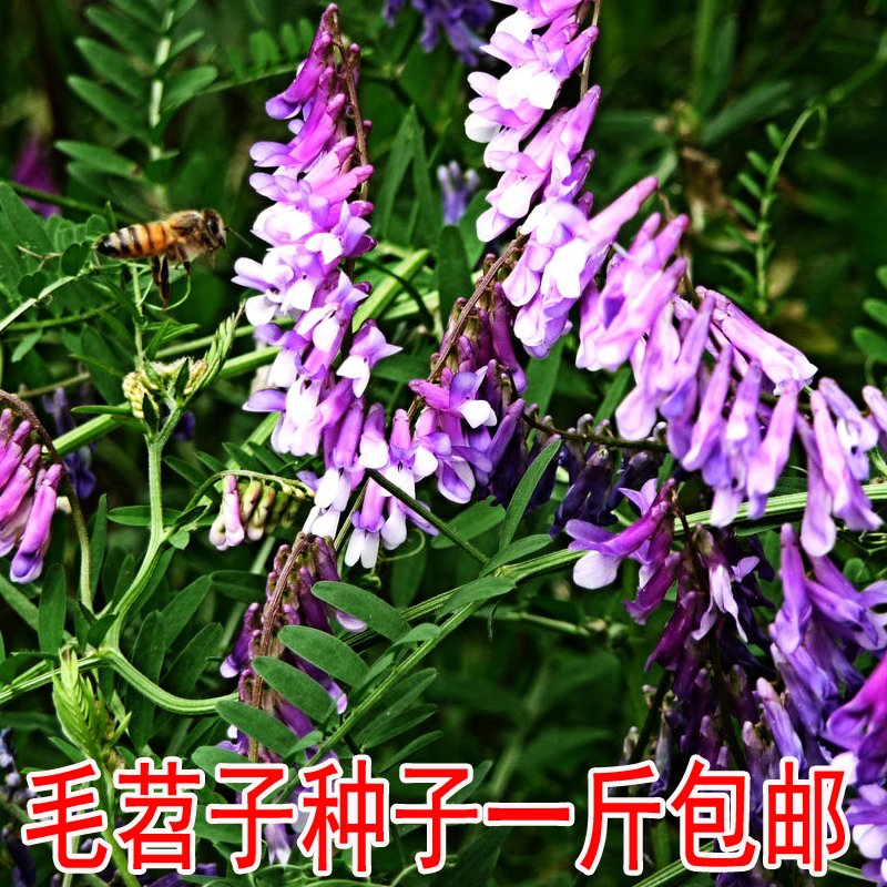 t子牧草蜜源种子毛苕绿肥养蜂紫花光叶植物园苕果种籽种籽草籽