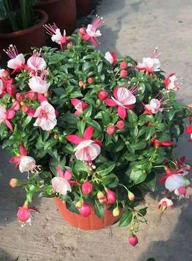 紫色灯笼花盆栽带花苞四季开花室内阳台重瓣老桩倒挂金钟花好养活