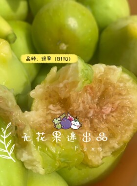 【无花果迷出品】绿早(B110)