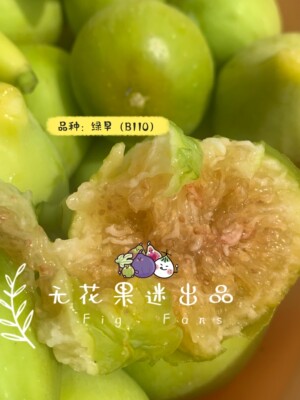 无花果迷易结果阳台盆栽果树好吃