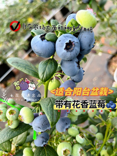 L25F6蓝莓花香蓝莓一加仑盆栽蓝莓苗带盆带土对版 蓝莓盆栽苗 新品