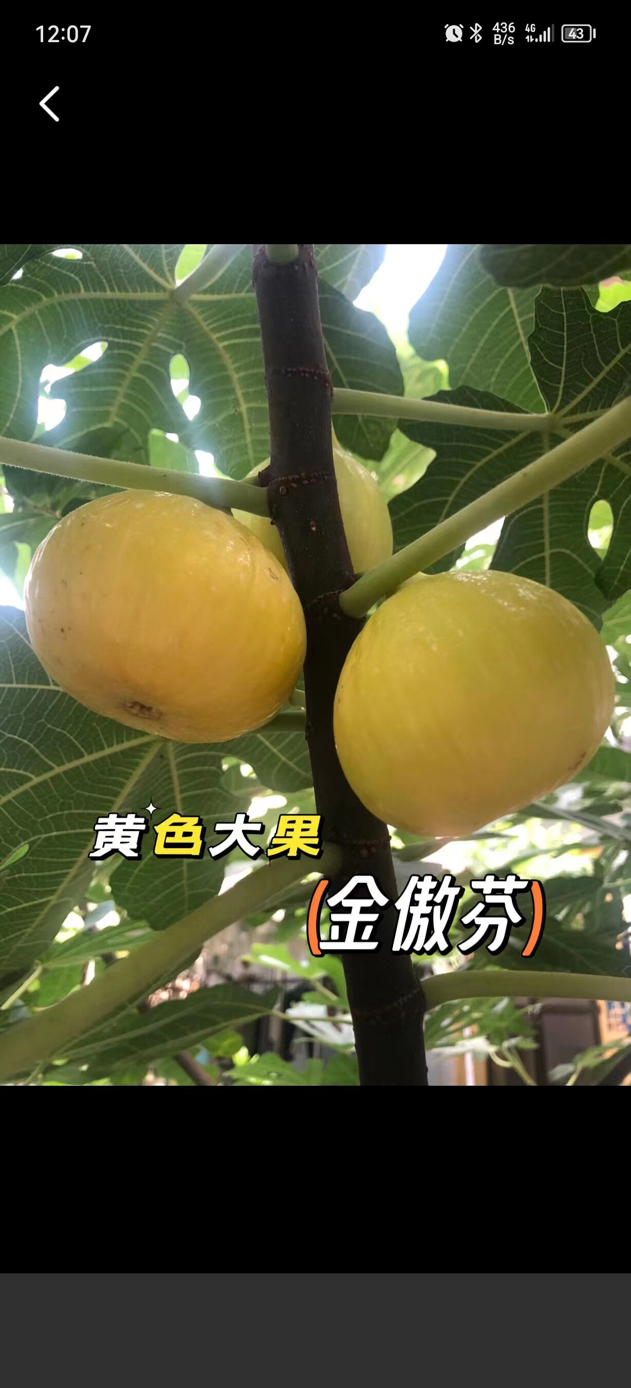 金傲芬无花果树苗金黄色盆超大果栽地栽院子阳台露台天台种植