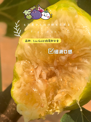 路易斯安金（LUIS gold）无花果树苗极早熟大果实心口感好带盆土