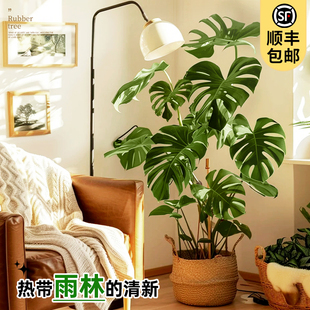 速发龟背竹客厅大盆栽大叶老桩植号室内绿型好养落地大物禄植四季