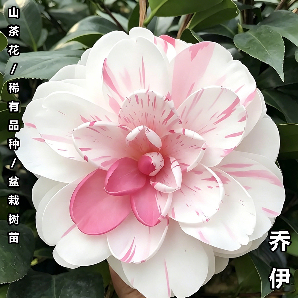 乔伊茶花盆栽名贵品种高档室外内阳台庭院客厅山茶花绿植花卉植物