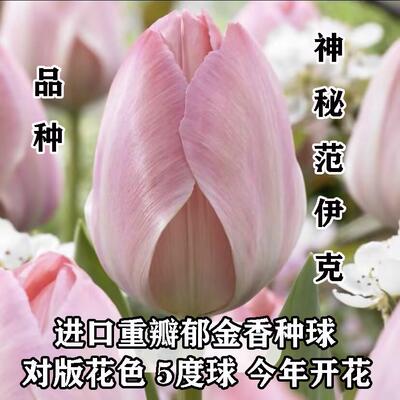 神秘范伊克进口郁金香种球