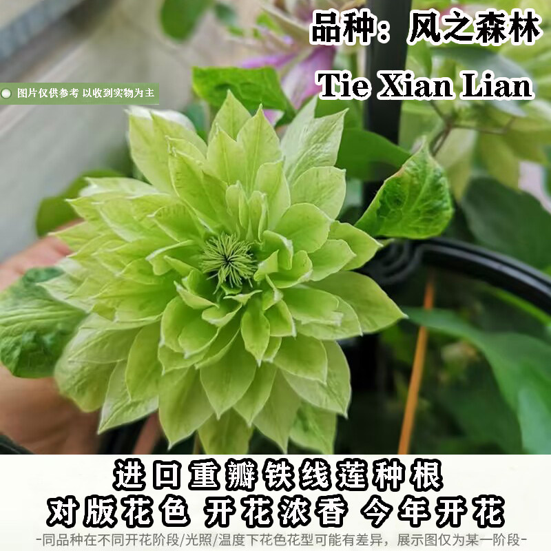 重瓣铁线莲爬藤耐寒易开花球根图片