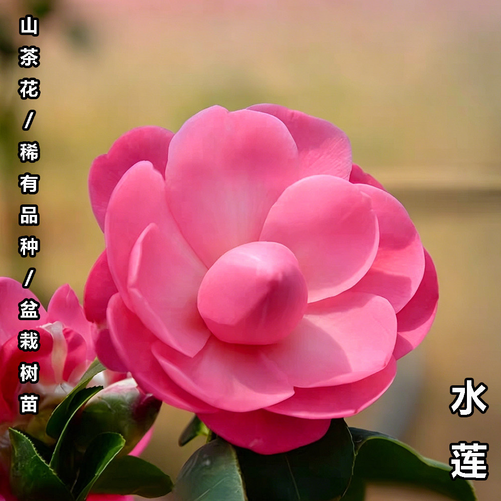 水莲茶花盆栽名贵品种高档室外内阳台庭院客厅山茶花绿植花卉植物