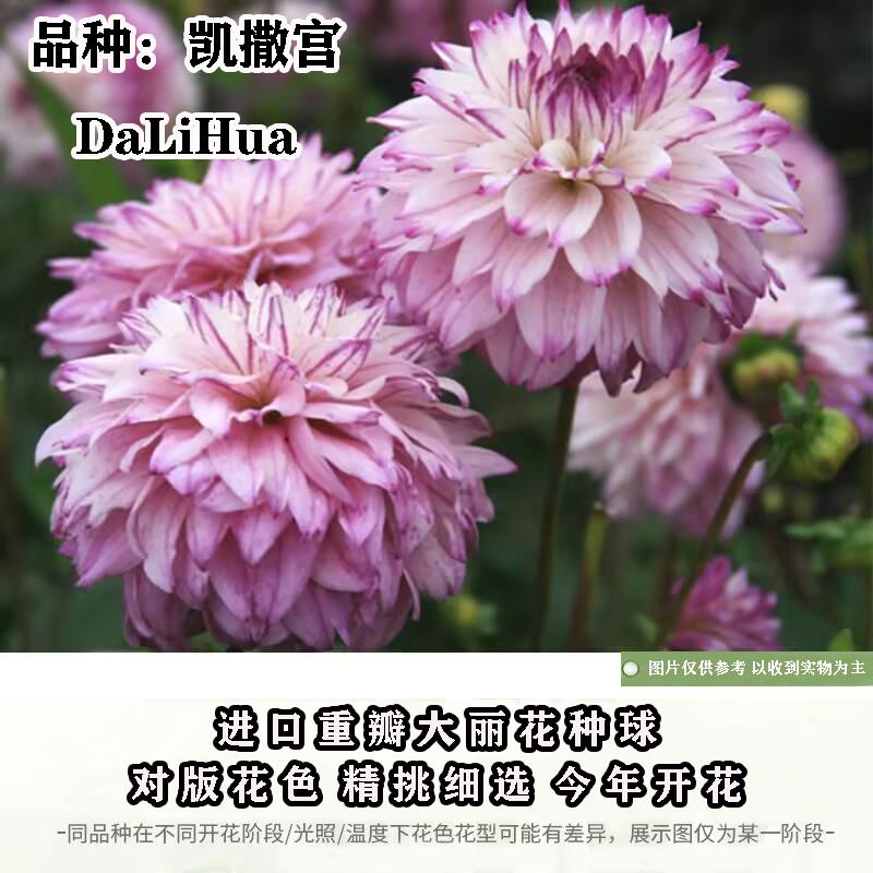 进口重瓣大丽花种球耐寒易养