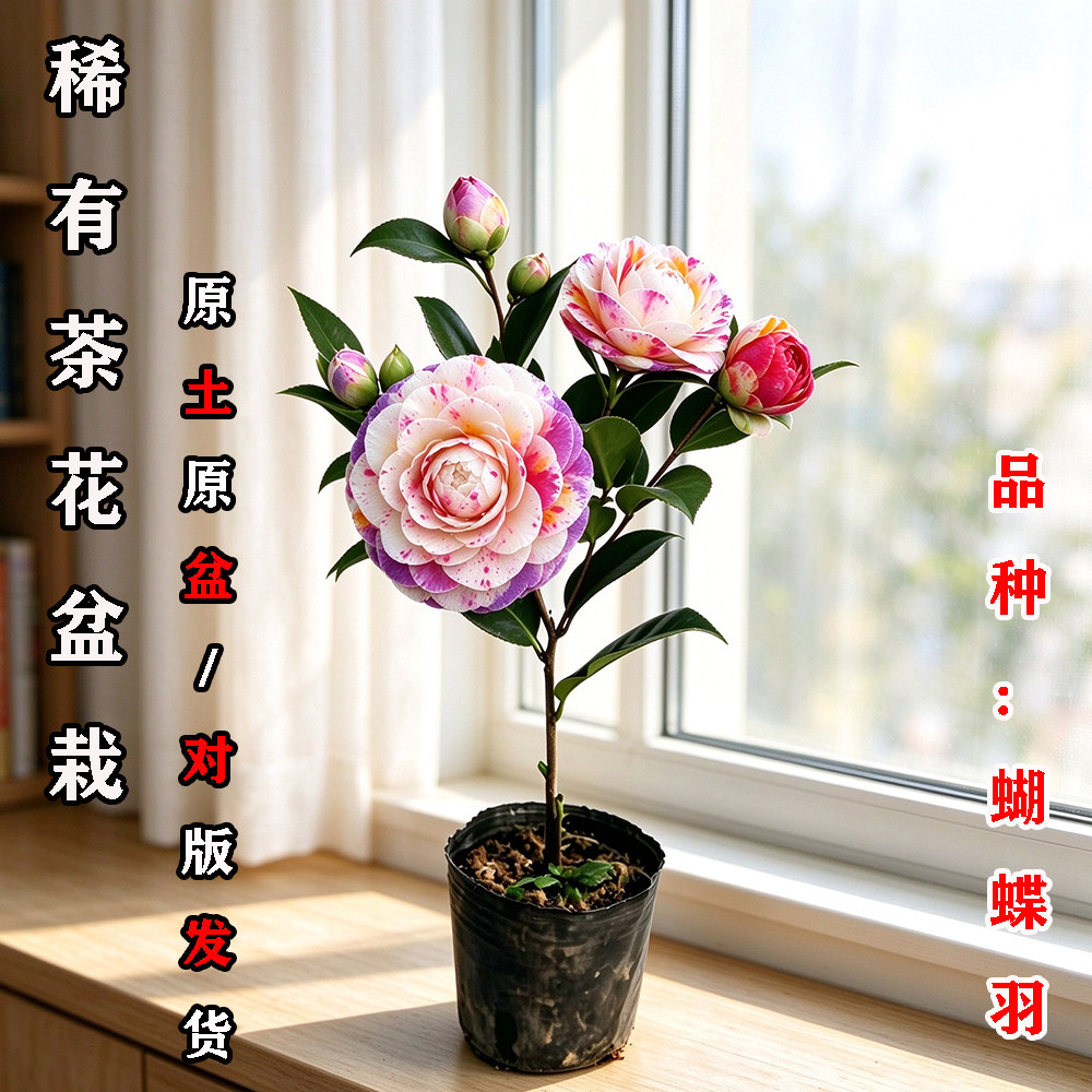 蝴蝶羽茶花盆栽名贵品种高档室外内阳台庭院客厅山茶花苗花卉植物