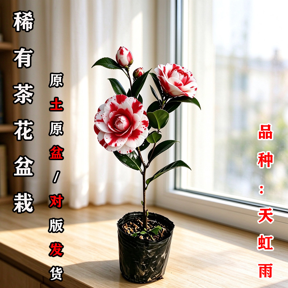 天虹雨茶花盆栽名贵品种高档室外内阳台庭院客厅山茶花苗花卉植物