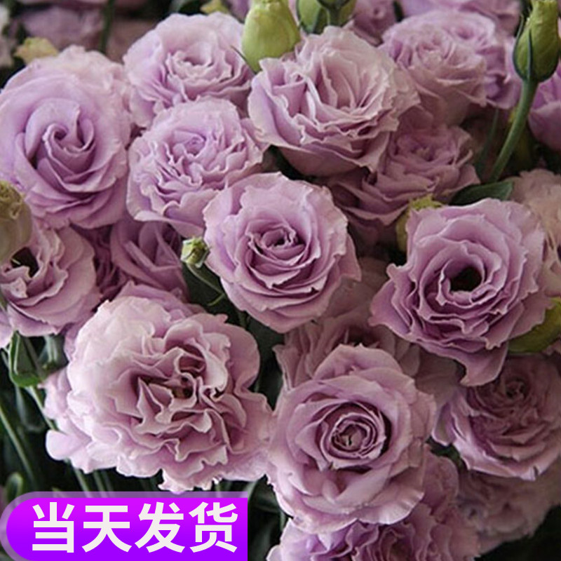 洋桔梗种子室内四季种易活盆栽花卉室外开花花种子籽花草植物花籽