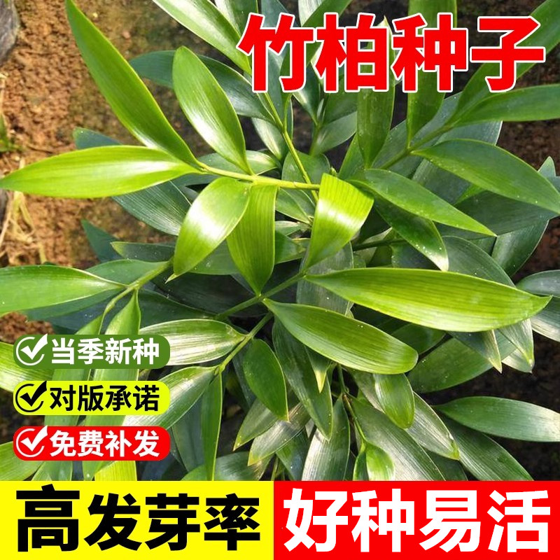 新鲜竹柏种子椰树罗汉柴种子庭院园林绿化观赏包邮