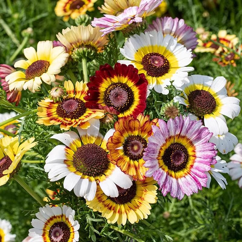 花环菊种子彩虹轮菊蒿子杆茼蒿菊花种籽小区花坛阳台盆栽四季播种