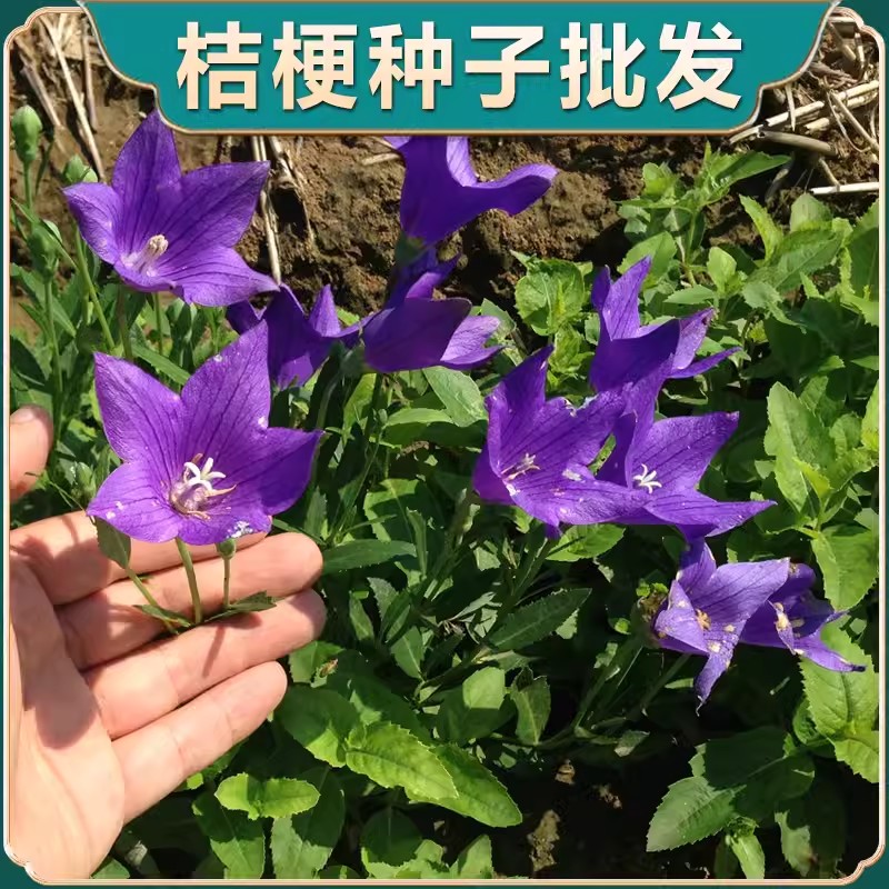 桔梗种子籽中药材四季种植泡菜狗宝咸菜种籽甘草药用食用盆栽泡茶