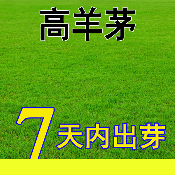 草坪草籽种子四季常青绿化地毯草黑麦草高羊茅护坡草皮种子草种籽