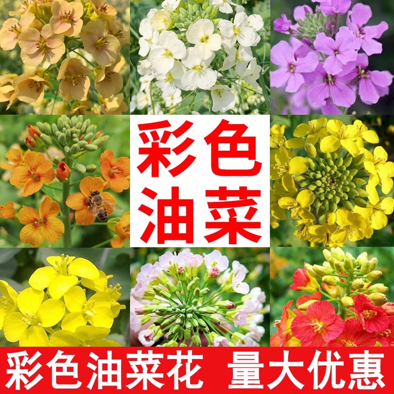 彩色油菜花观赏两用高纯度