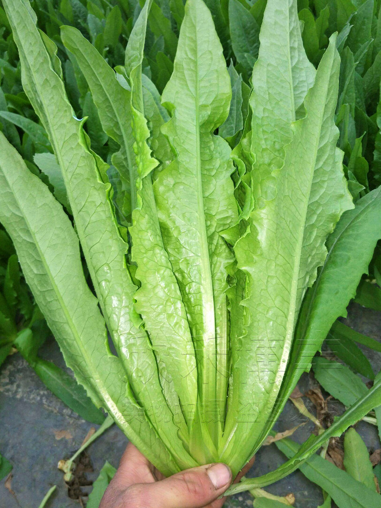 油麦菜种子四季播青菜种籽仔阳台菜籽盆栽籽种蔬菜孑冬季菜种大全