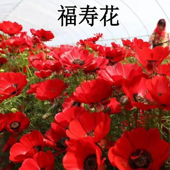 福寿花种子 阳台庭院种植 四季易种植花草籽红色花朵福寿草种子