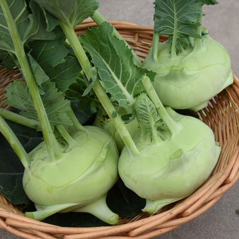 青苤蓝种子 室外春季秋季农田菜园盆栽种植早熟青苤蓝腌制咸菜籽