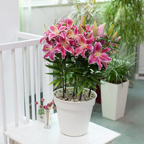 香水玫瑰种子素材模板 香水玫瑰种子图片下载 小麦优选